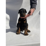 Доберман – Красивые щенки