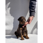 Доберман – Красивые щенки