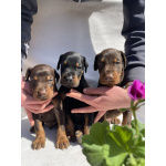 Доберман – Красивые щенки