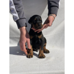 Доберман – Красивые щенки