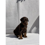 Доберман – Красивые щенки