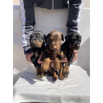 Доберман – Красивые щенки