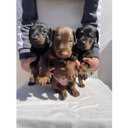 Доберман – Красивые щенки