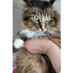 Пушистый Флоризель. Молодой кот в добрые руки.