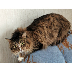 Пушистый Флоризель. Молодой кот в добрые руки.