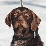 Немецкий дратхаар Линда в добрые руки