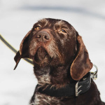 Немецкий дратхаар Линда в добрые руки