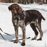 Немецкий дратхаар Линда в добрые руки