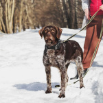 Немецкий дратхаар Линда в добрые руки