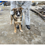 Прекрасный умный щенок ищет дом