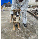 Прекрасный умный щенок ищет дом