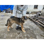 Прекрасный умный щенок ищет дом