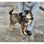 Прекрасный умный щенок ищет дом