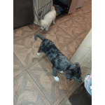 Редкий щенок