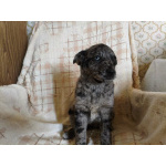 Редкий щенок