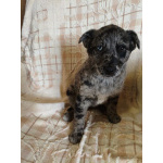 Редкий щенок