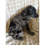 Редкий щенок