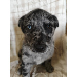 Редкий щенок