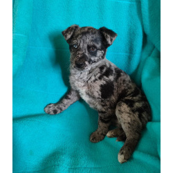 Редкий щенок