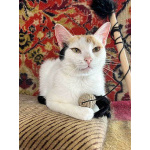 Ласковая и нежная кошечка Снежинка ищет дом