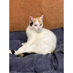 Ласковая и нежная кошечка Снежинка ищет дом