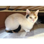 Ласковая и нежная кошечка Снежинка ищет дом