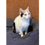 Ласковая и нежная кошечка Снежинка ищет дом