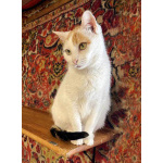 Ласковая и нежная кошечка Снежинка ищет дом