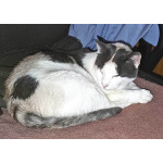 Зюфа ищет дом