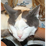 Зюфа ищет дом