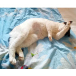 Зюфа ищет дом