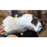 Зюфа ищет дом