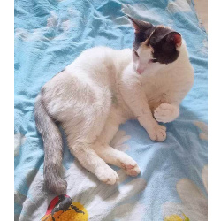 Зюфа ищет дом