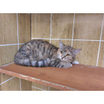  Котенок-подросток девочка Диди ищет дом!