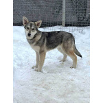 Три щенячьх сердца ищут добрых хозяев