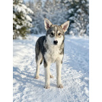 Три щенячьх сердца ищут добрых хозяев