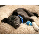 Три щенячьх сердца ищут добрых хозяев