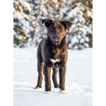 Три щенячьх сердца ищут добрых хозяев