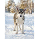 Три щенячьх сердца ищут добрых хозяев