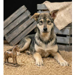 Три щенячьх сердца ищут добрых хозяев