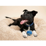 Три щенячьх сердца ищут добрых хозяев