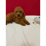 Пудель той Мальчик