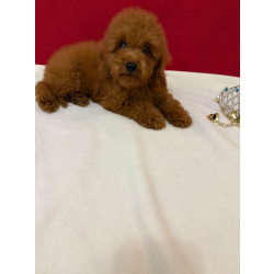 Пудель той Мальчик