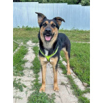 Чудесная ласковая молодая собачка Клепа ищет дом