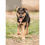 Чудесная ласковая молодая собачка Клепа ищет дом