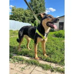 Чудесная ласковая молодая собачка Клепа ищет дом