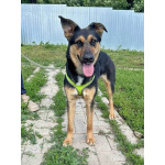 Чудесная ласковая молодая собачка Клепа ищет дом