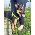 Чудесная ласковая молодая собачка Клепа ищет дом