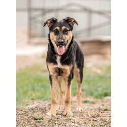 Чудесная ласковая молодая собачка Клепа ищет дом