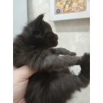 Котята мейн-куны черный дым